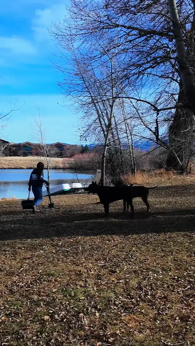 Angelina walking a large yard with two dogs nearby